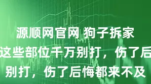 源顺网官网 狗子拆家气炸你？这些部位千万别打，伤了后悔都来不及